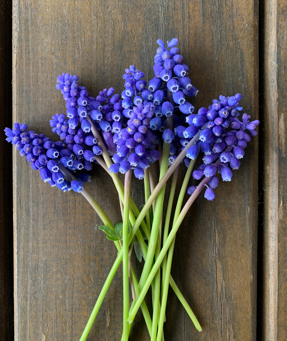 bouquet of grape hyacinths on wood by Allison Maltese