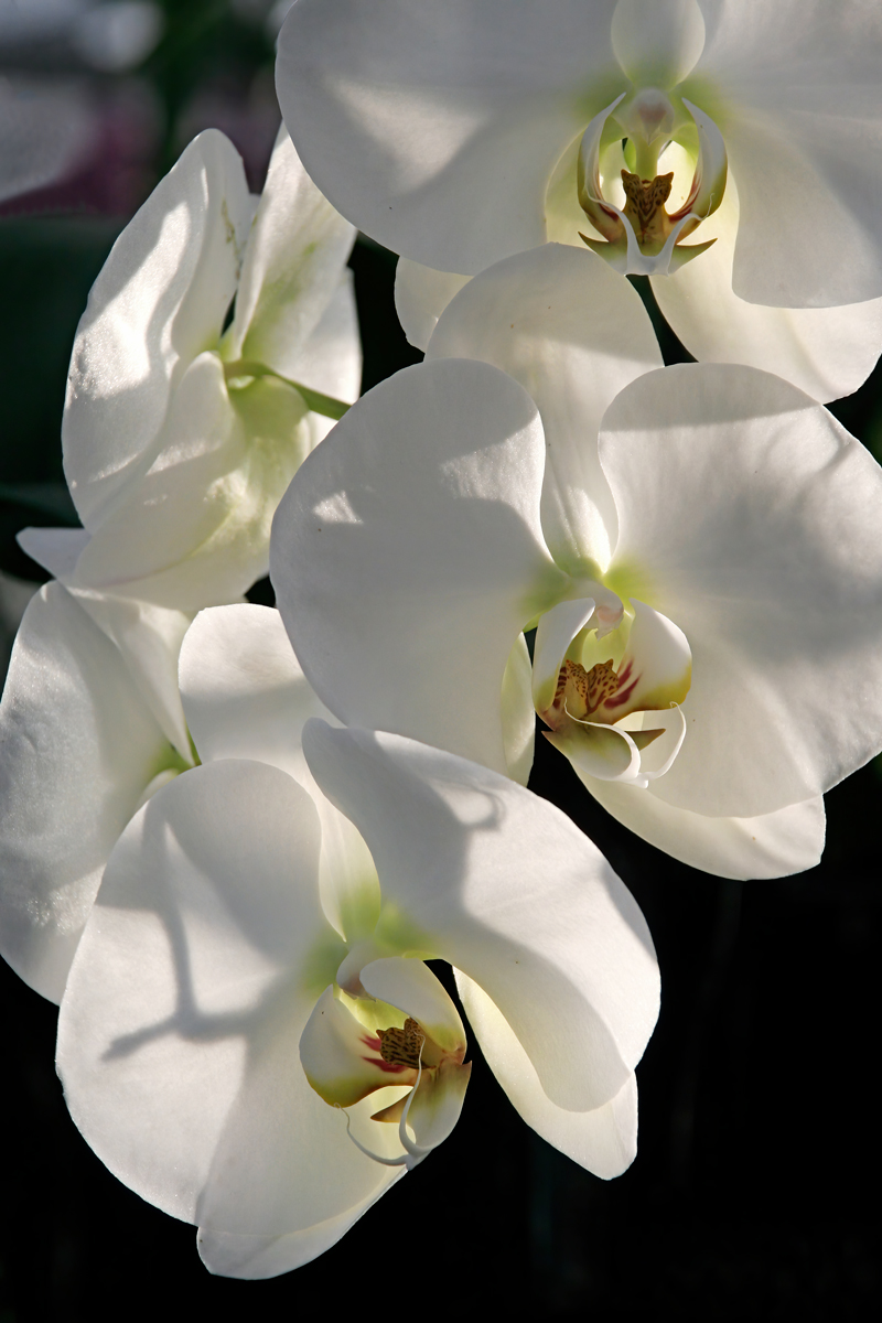White orchid - Allison Maltese Photography