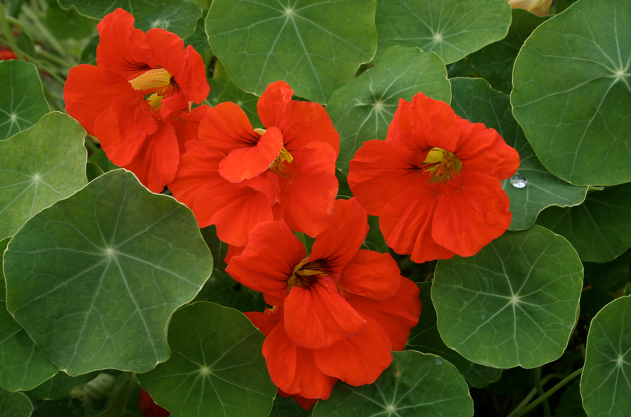 Red nasturtiums with green leaves - Allison Maltese photography