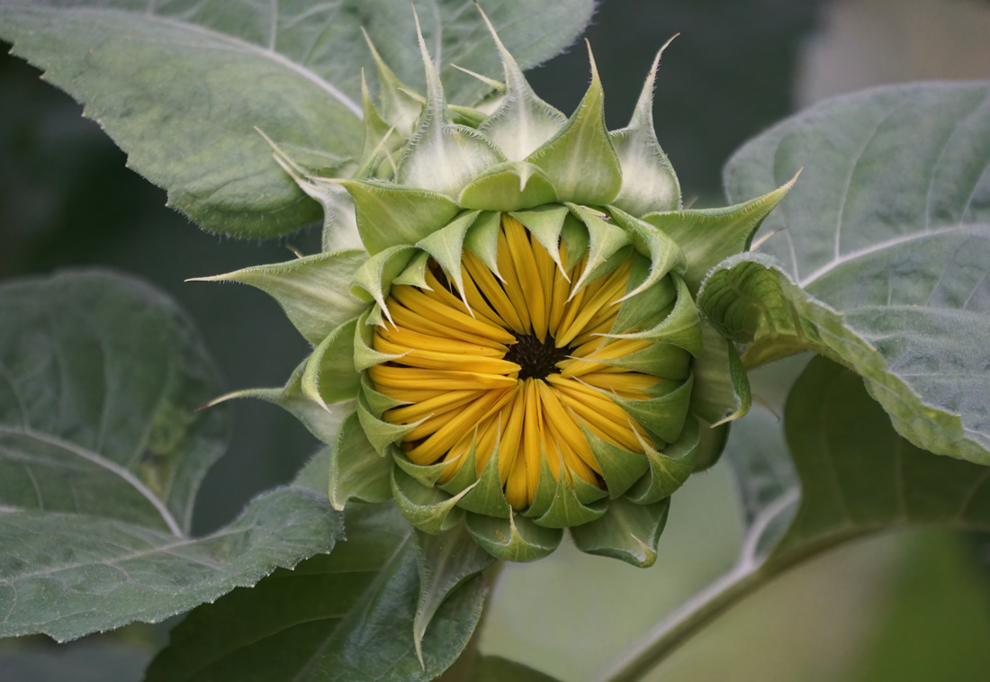 Sunflower bud photography by Allison Maltese