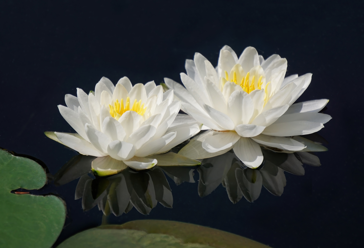 White Water lilies on still water - Allison Maltese Photography