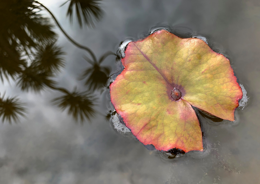 Tropical Lily Pad on water by Allison Maltese