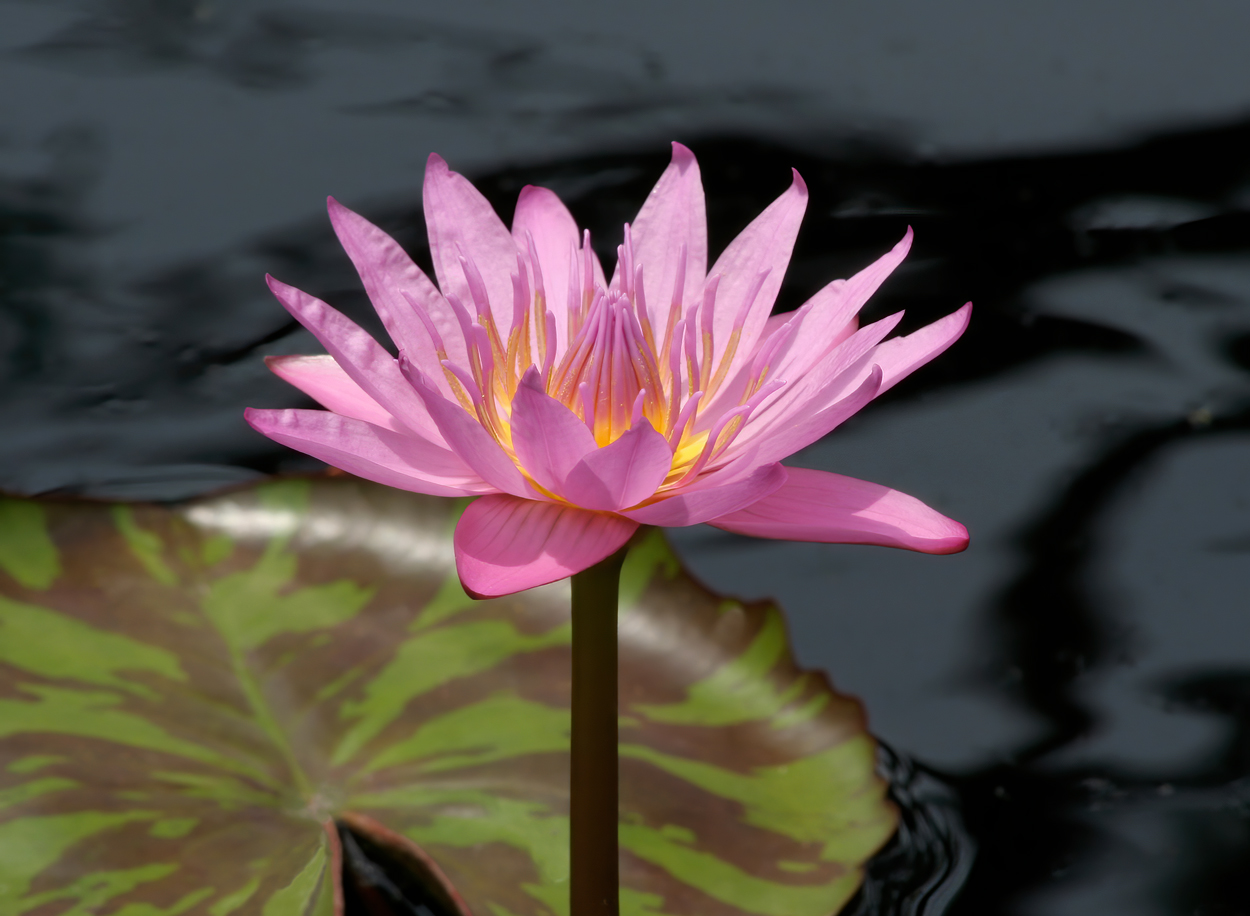 Pink water lily on dark water by Allison Maltese photography