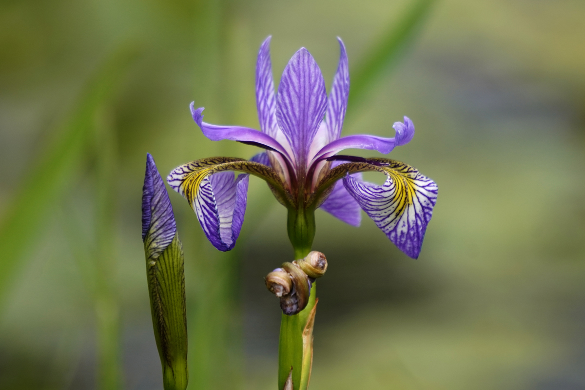 Wild Iris photo by Allison Maltese