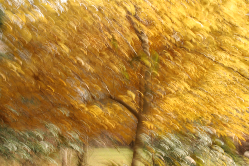 Blurred golden tree leaves - Home Decor by Allison Maltese