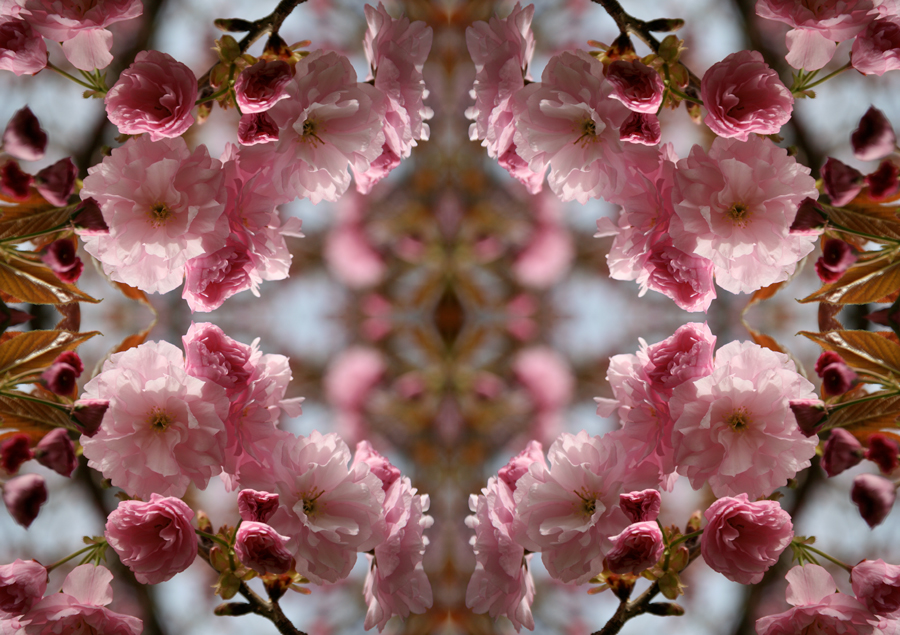 Cherry blossom mirrored collage. Photograph by Allison Maltese