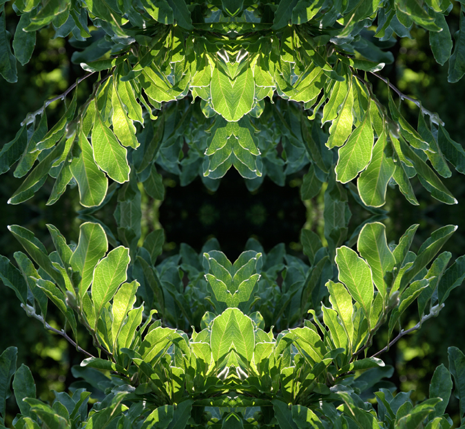 Sunlit green leaves mirrored collage. Photograph by Allison Maltese