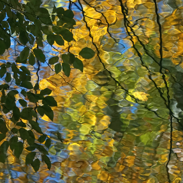 Leaves and branches on gold and green water ripples - art photography by Allison Maltese