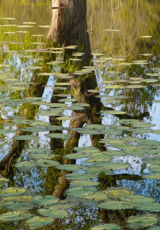 Lilly pad and tree reflections - photo by Allison Maltese