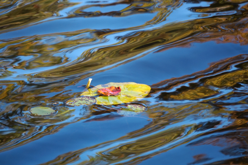 Flower Flowing downstream - Allison Maltese Photography