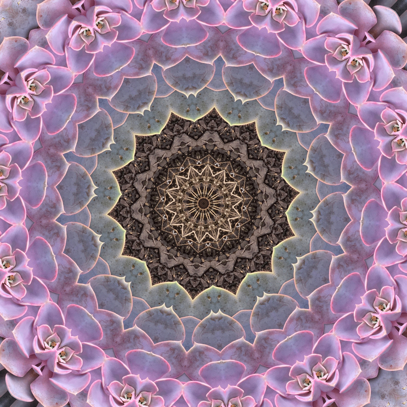 Pink Succulent Mandala - Art Photography by Allison Maltese
