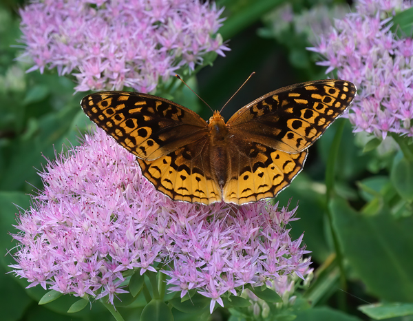 A Fritillary butterfly sitting on a pink sedum. Photography by Allison Maltese.