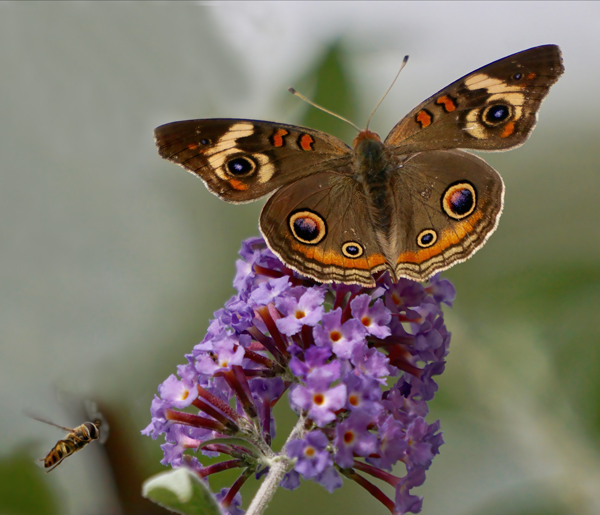 Buckeye butterfly on a butterfly bush with a bee flying in. Photography by Allison Maltese.