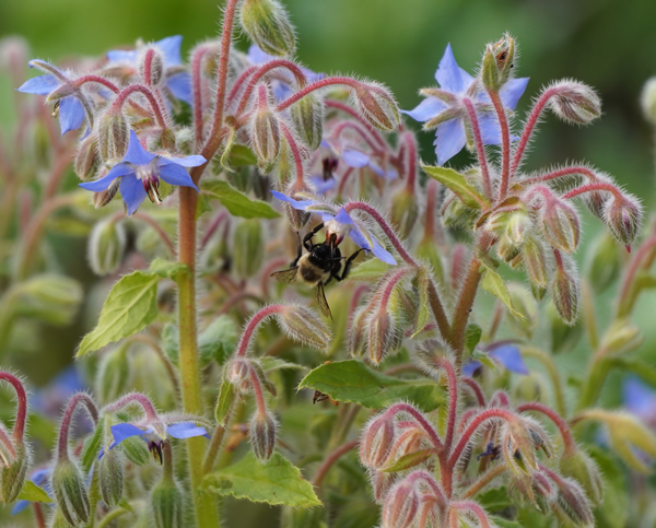A bumblebee feeding on a borage flower. Photography by Allison Maltese.