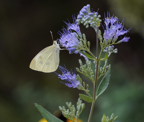 Side view of a cabbage white butterfly on a caryopteris blue mist. Photography by Allison Maltese.
