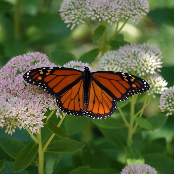 An open male Monarch on pale pink sedum. Photography by Allison Maltese.