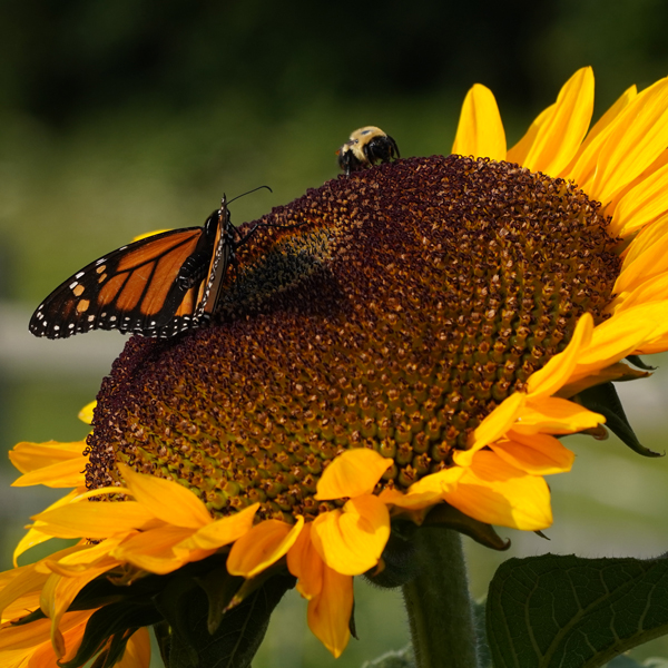 A Bumblebee and a Monarch on a huge sunflower head. Photography by Alison Maltese