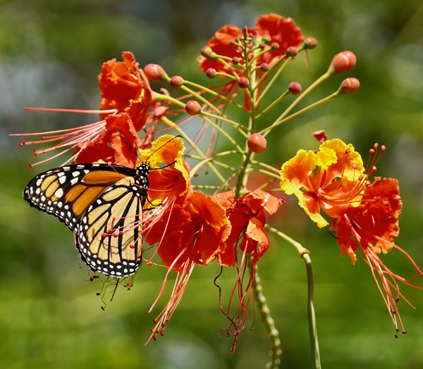 Side view of a Monarch on a Dwarf Poinciana flower. Photography by Allison Maltese.