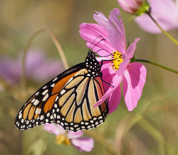 Side view of a Monarch on a pink Cosmos. Photography by Allison Maltese.
