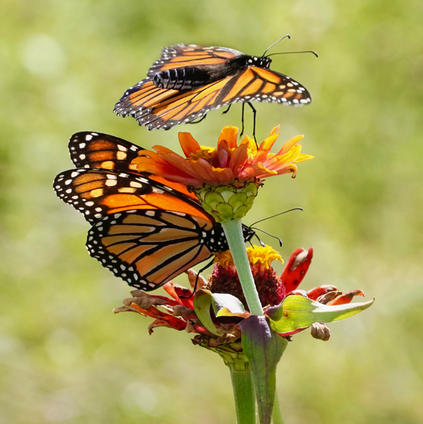 Two Monarchs- one landing on top of the zinnia - by Allison Maltese Photography