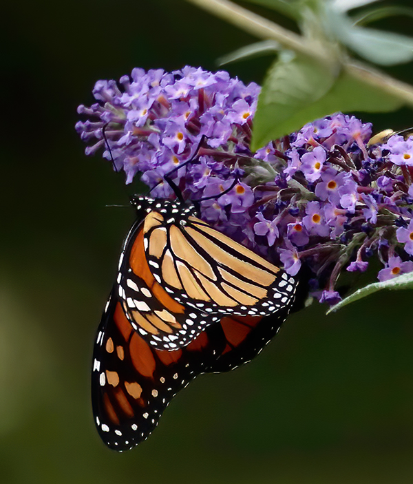 A Monarch butterfly and butterfly bush by AllisonMaltese Photography