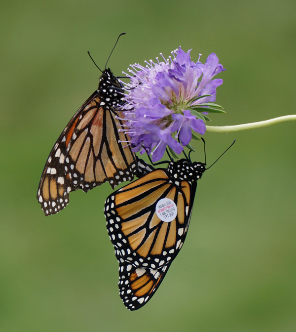 A Pair of Monarch butterflies, one tagged by Allison Maltese Photography