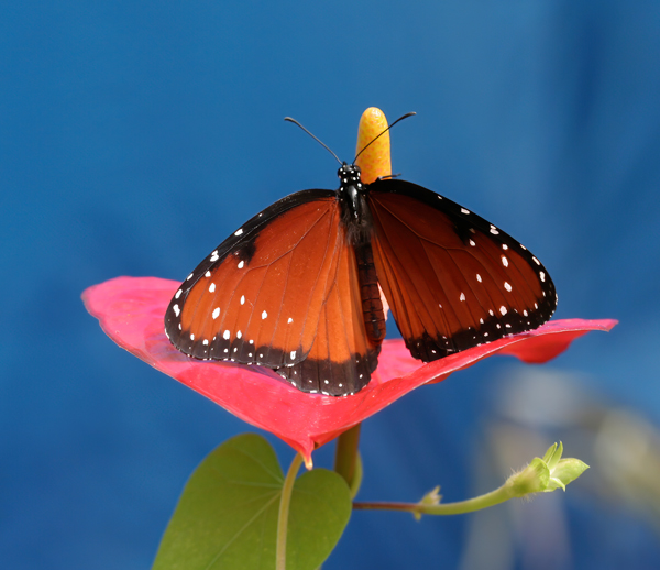 Queen Butterfly on red flower with blue sky by Allison Maltese Photography