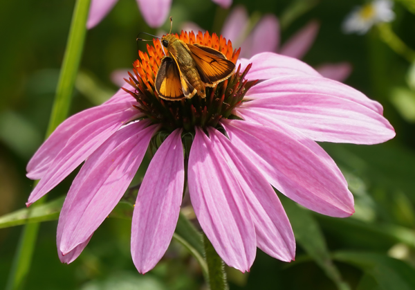 OpenSkipper butterfly on a pink coneflower by Allison Maltese Photography