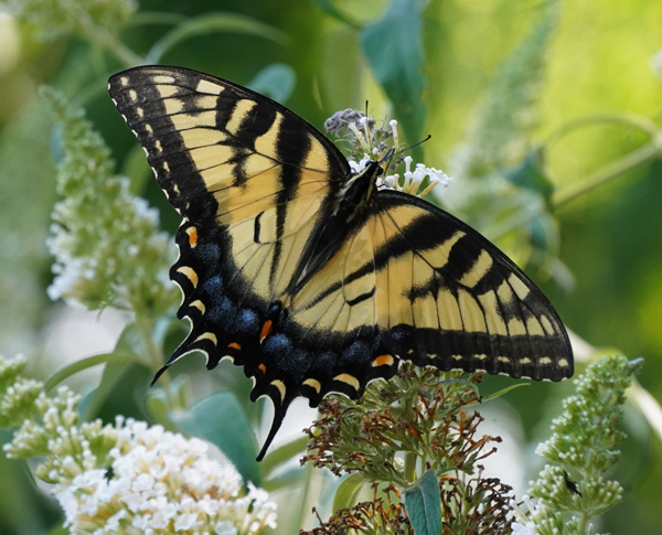 Open Tiger Swallowtail photo by Allison Maltese Photography