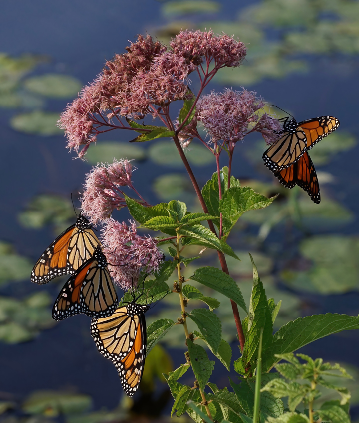 Four Monarchs on a Joe Pye Weed flower. Photography by Allison Maltese.